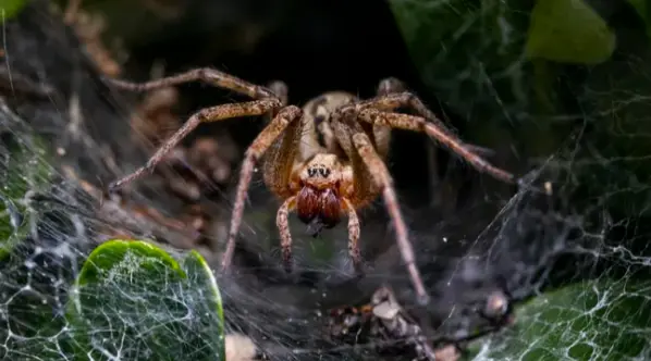 Introduction to Lycosidae: The Fascinating World of Wolf Spiders